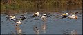 _5SB5128 american white pelicans